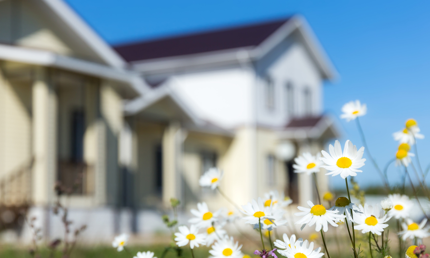 Daisies with house in background