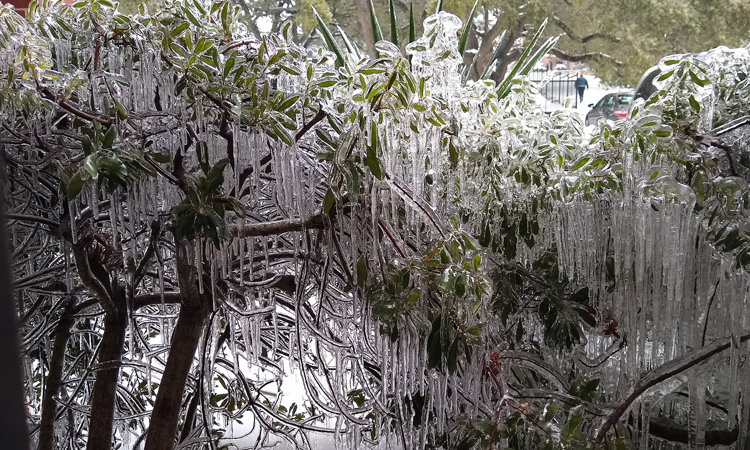 Ice on tree